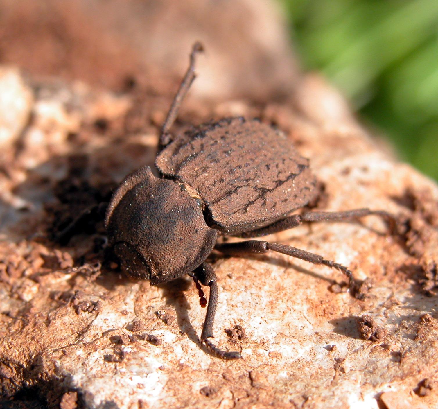 Asida goryi (Tenebrionidae) sul  Monte Pellegrino (PA)