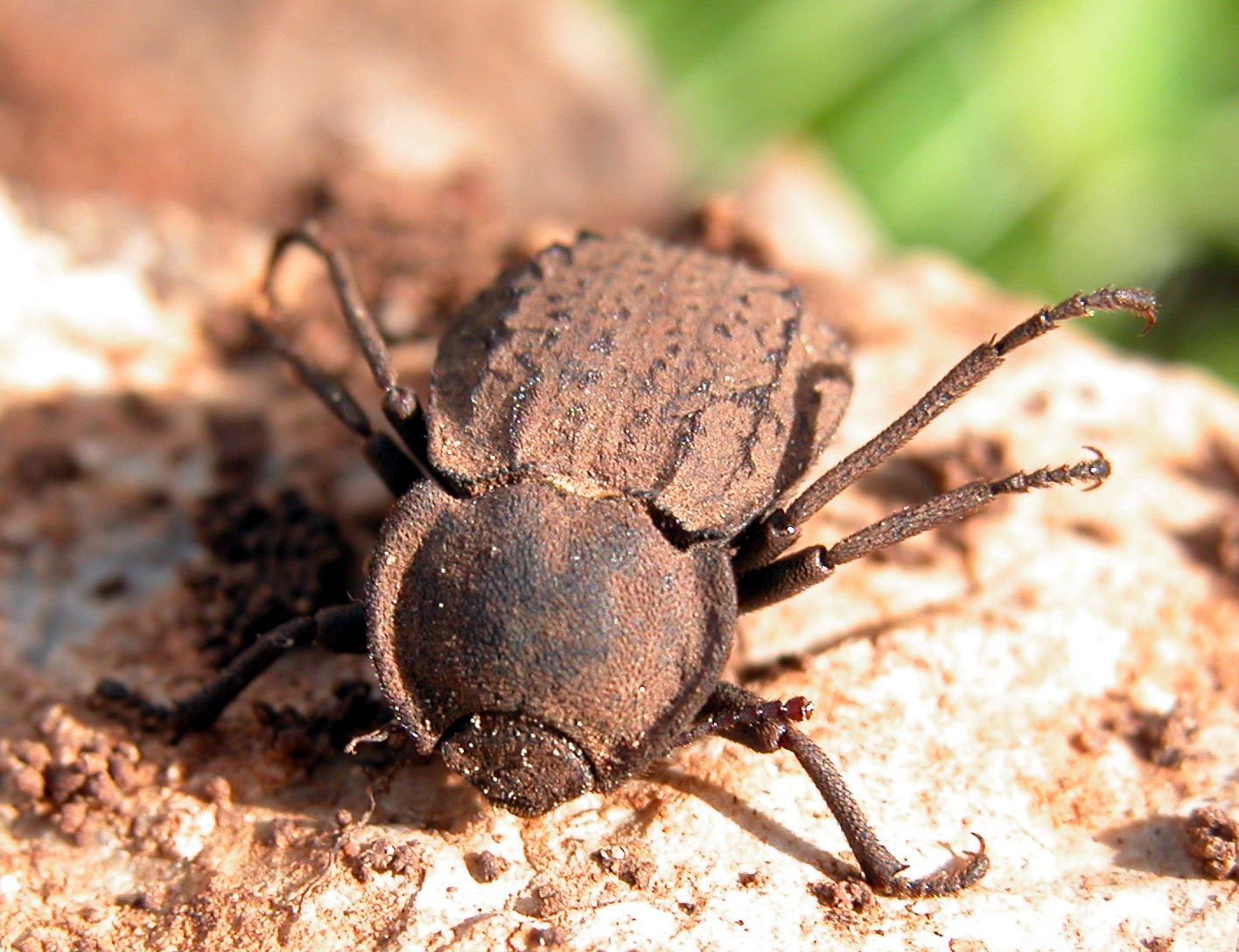 Asida goryi (Tenebrionidae) sul  Monte Pellegrino (PA)