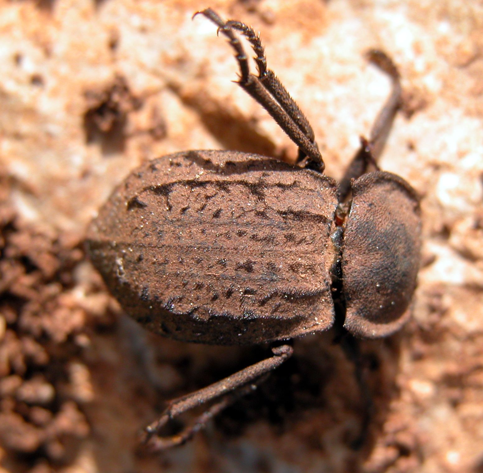 Asida goryi (Tenebrionidae) sul  Monte Pellegrino (PA)