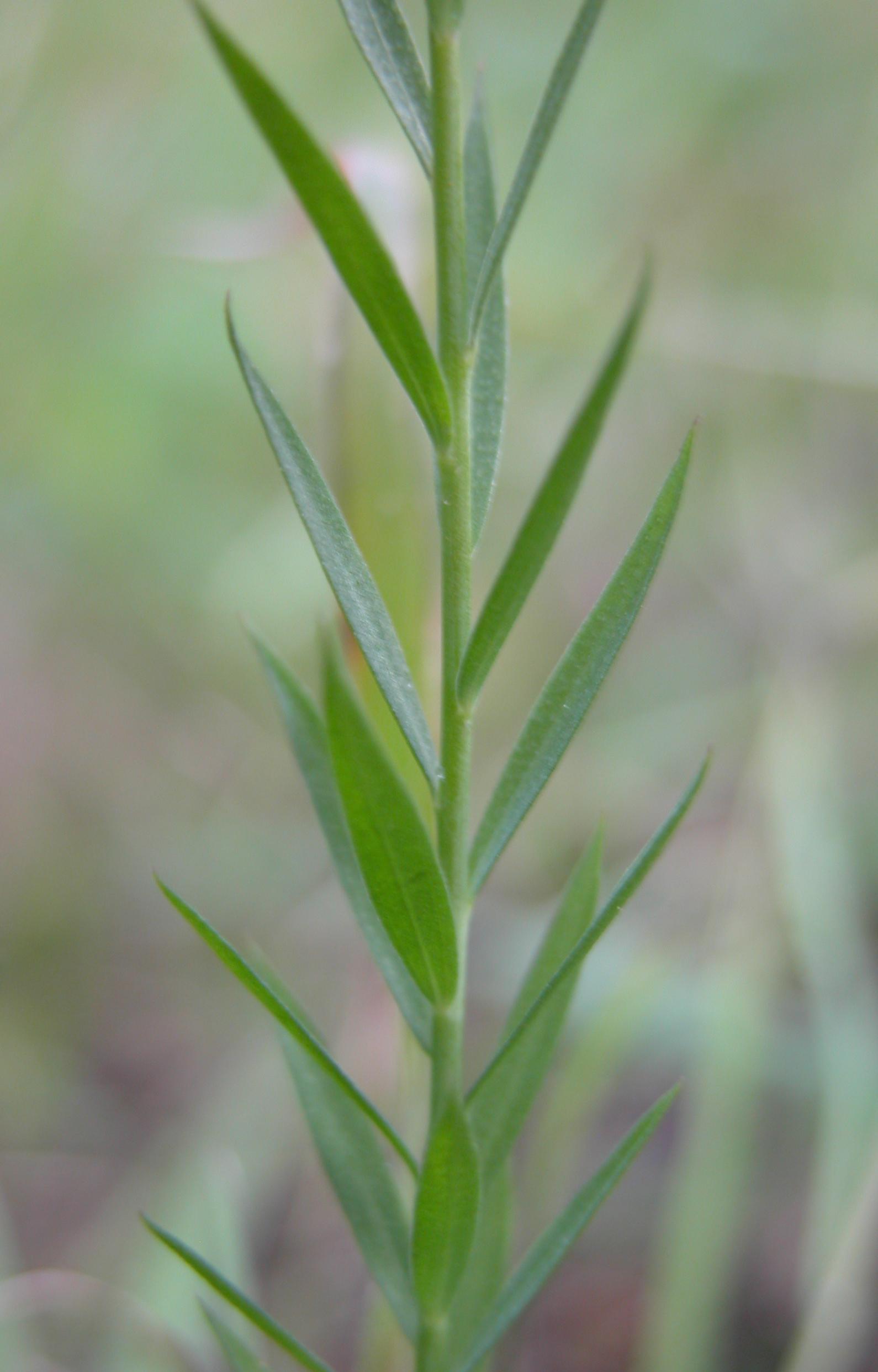 Linum usitatissimum subsp. angustifolium (=L. bienne) / Lino selvatico