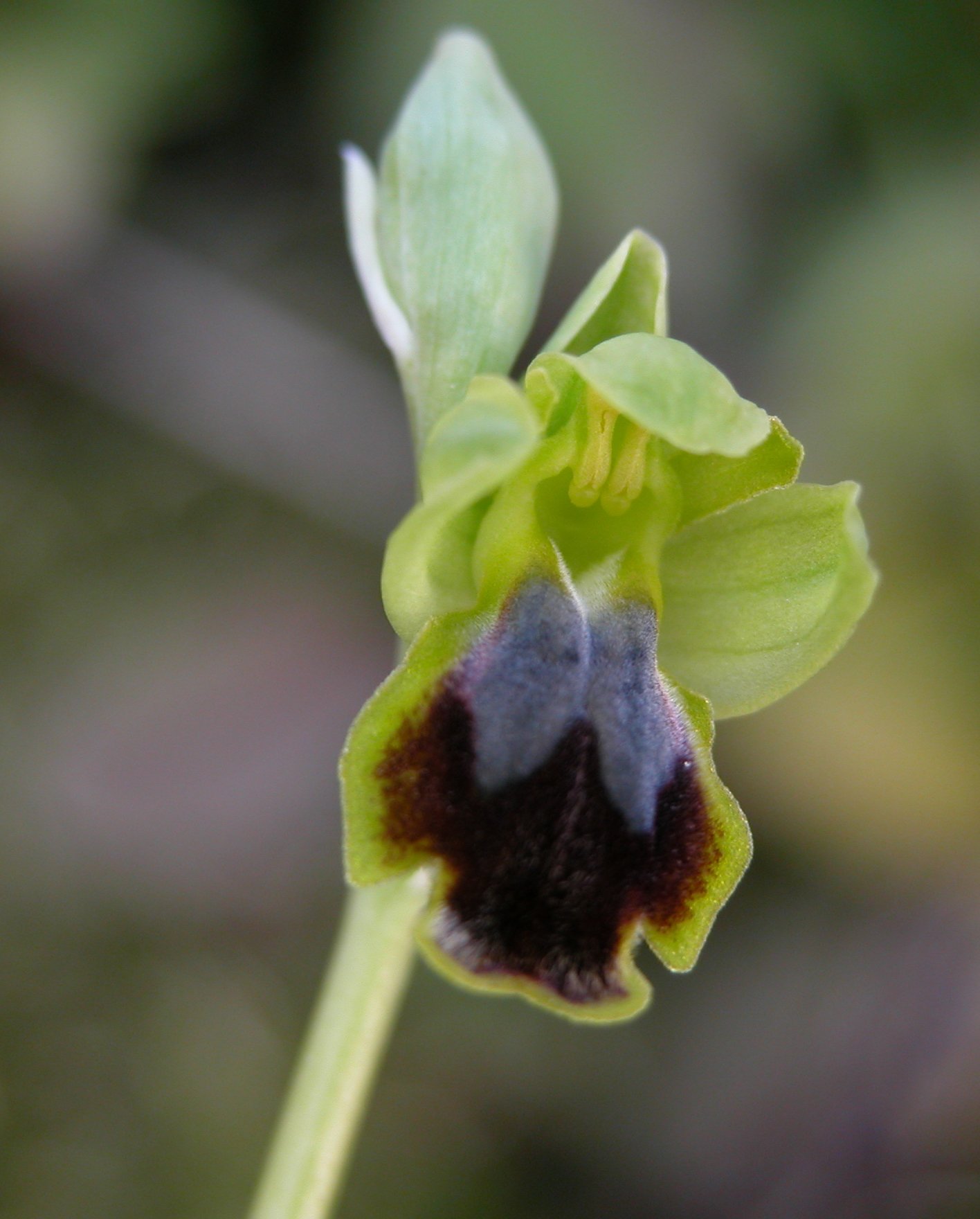 Ophrys flammeola (P. Delforge)