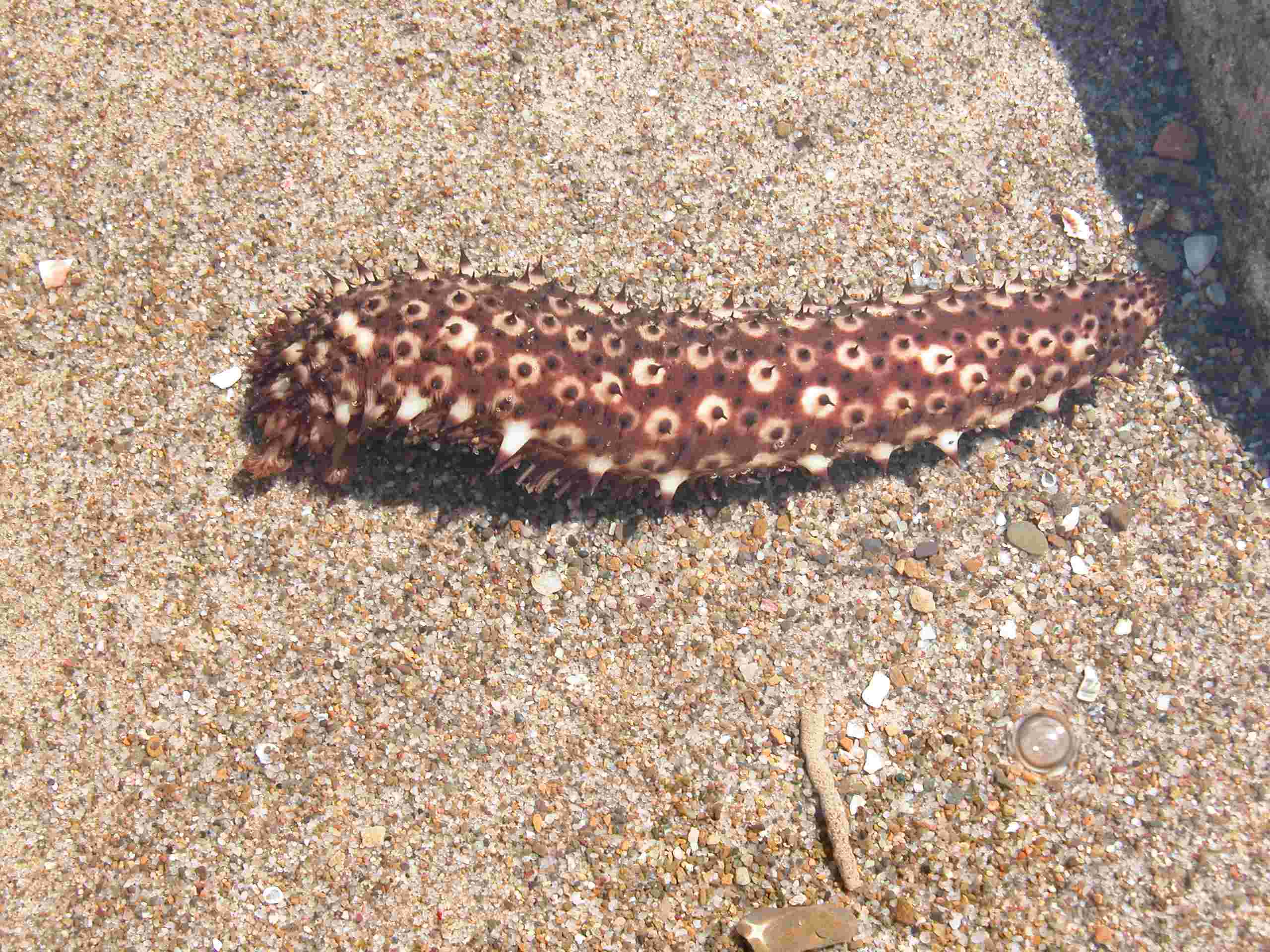 Holothuria sanctori (Delle Chiaje, 1823)