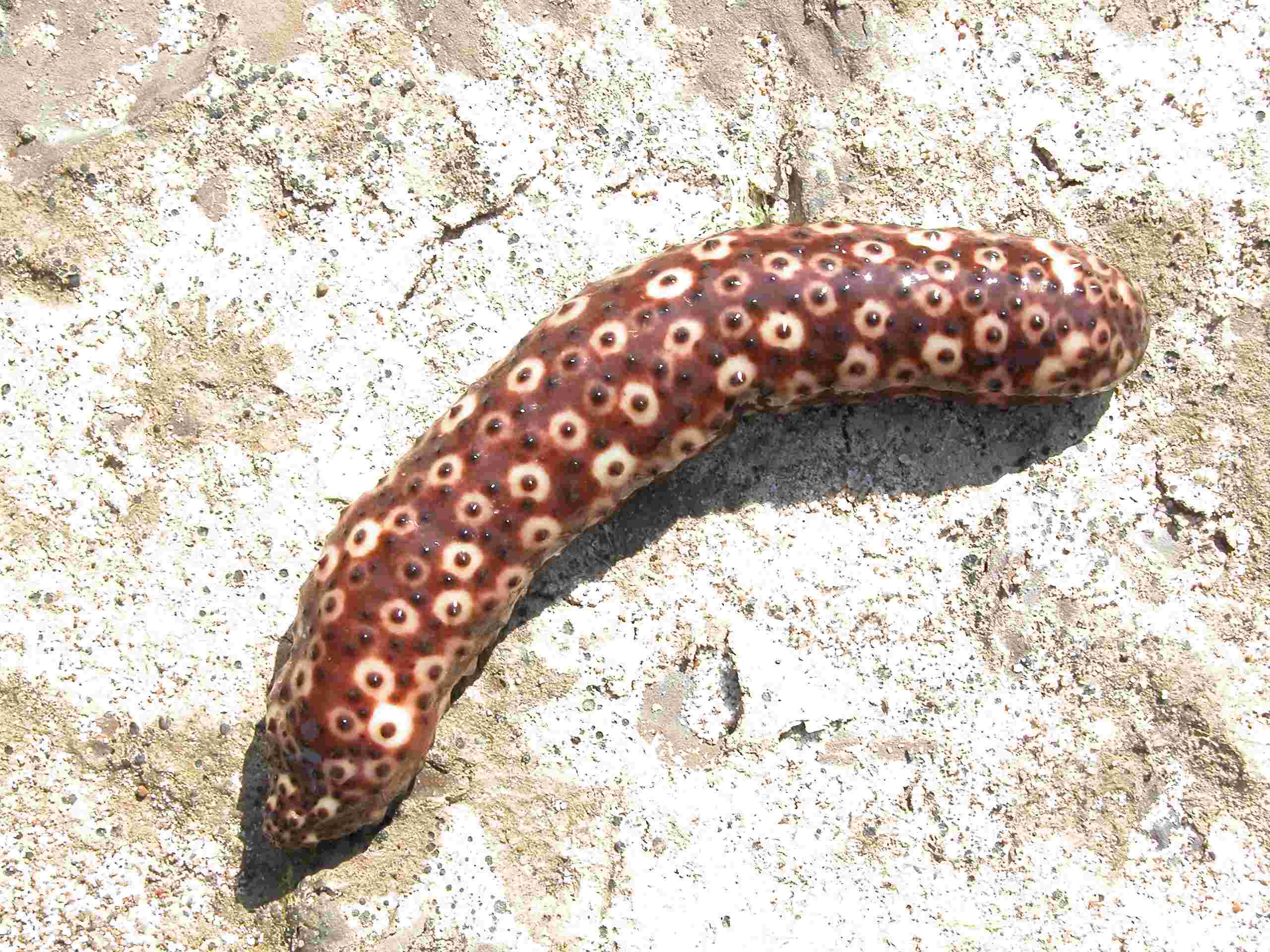 Holothuria sanctori (Delle Chiaje, 1823)