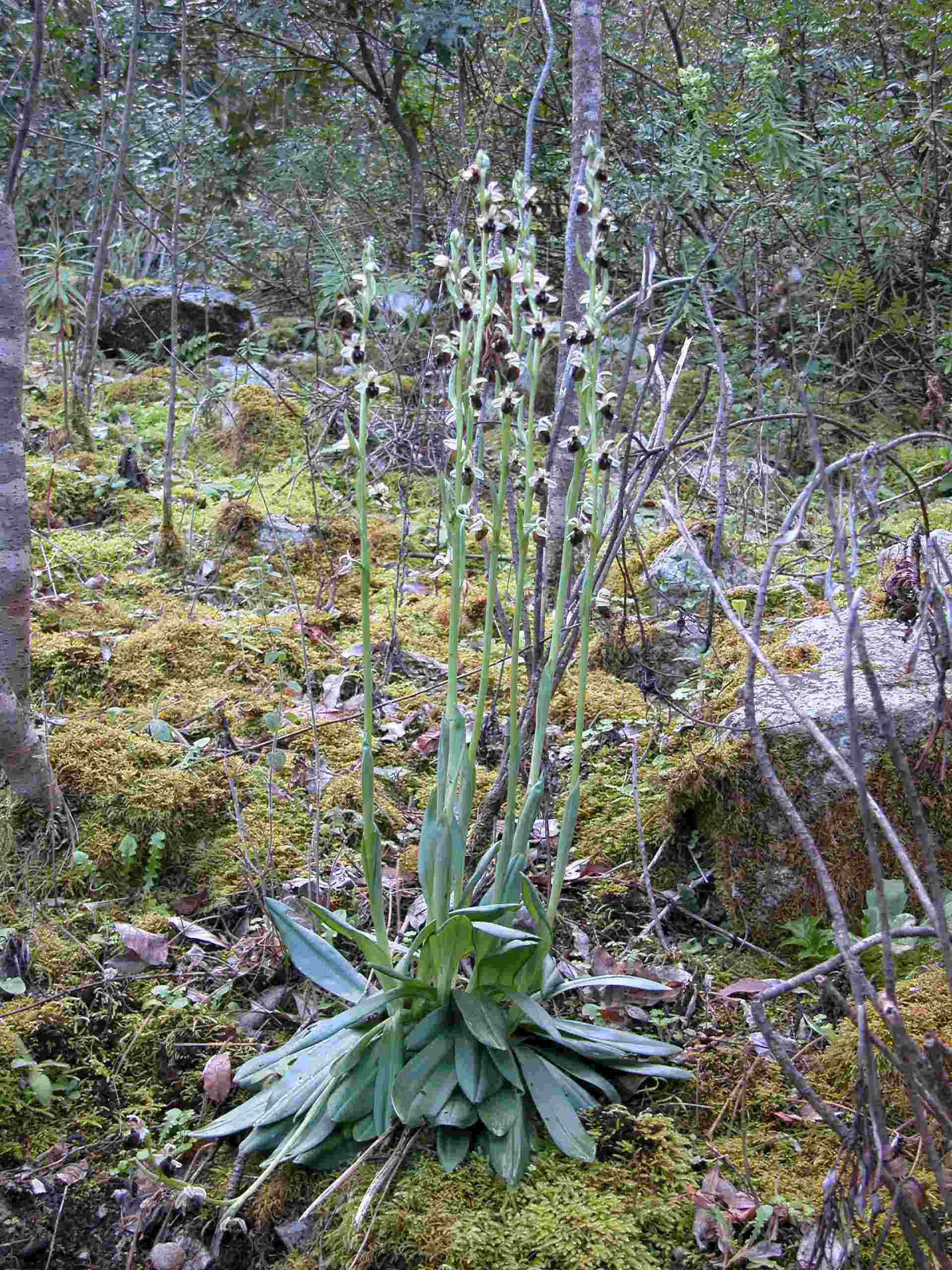 Ophrys panormitana
