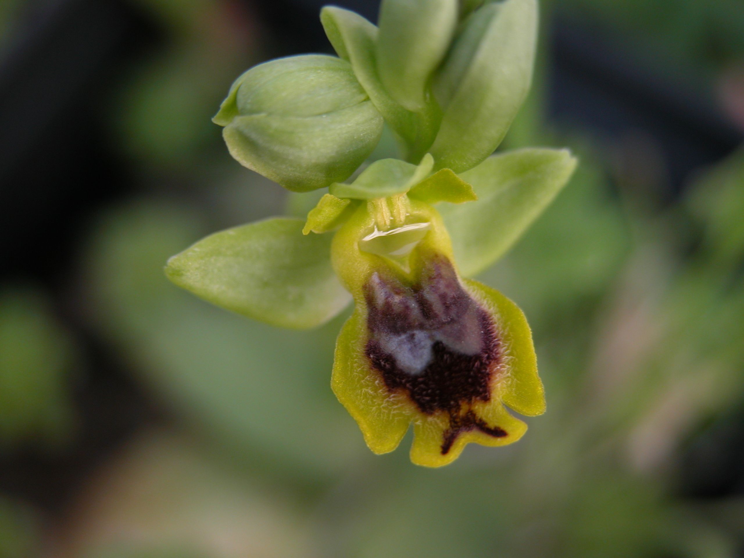 Ophrys .... Bottino di orchidee