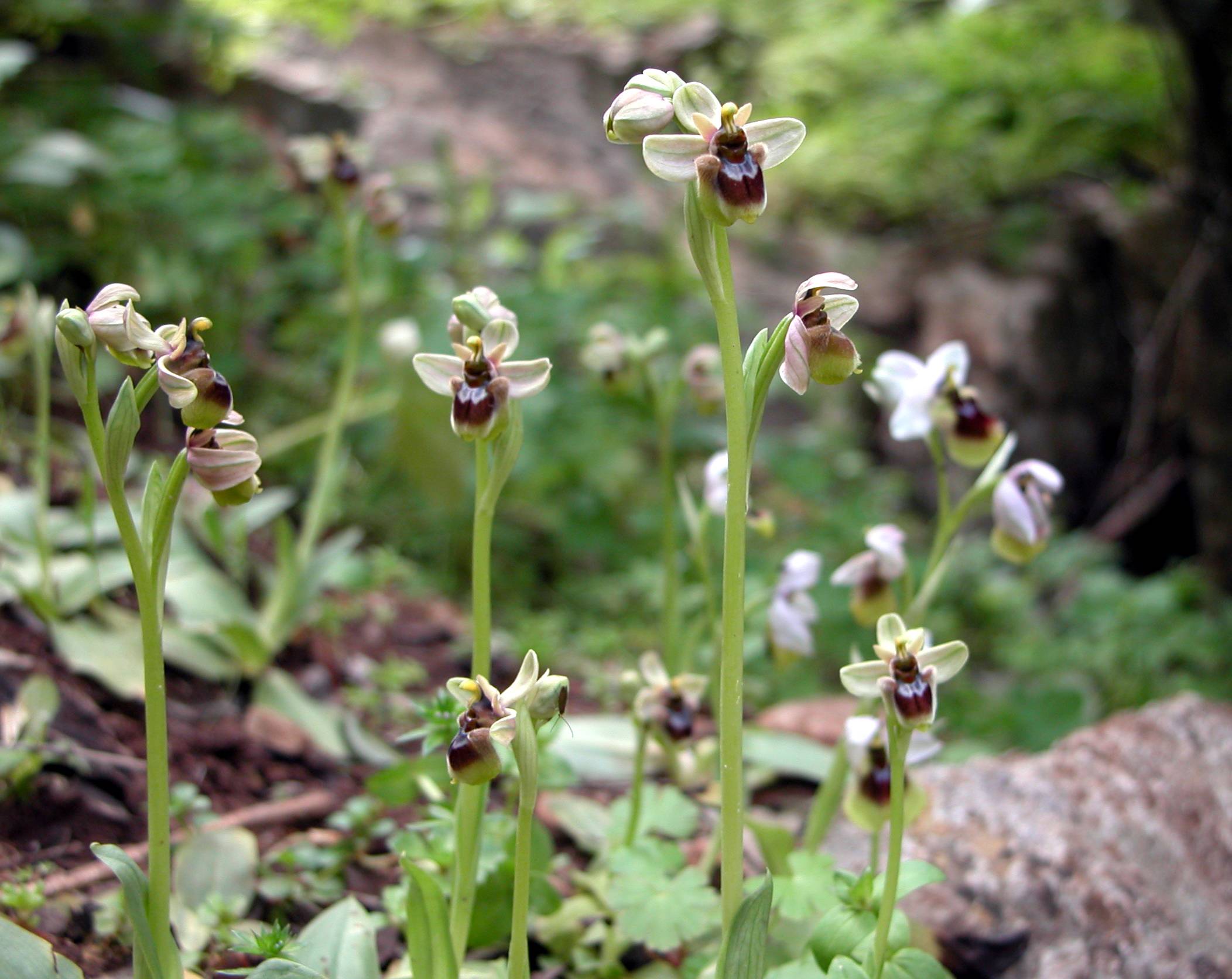 Ophrys xsommieri (O. bombyliflora X O. tenthredinifera)
