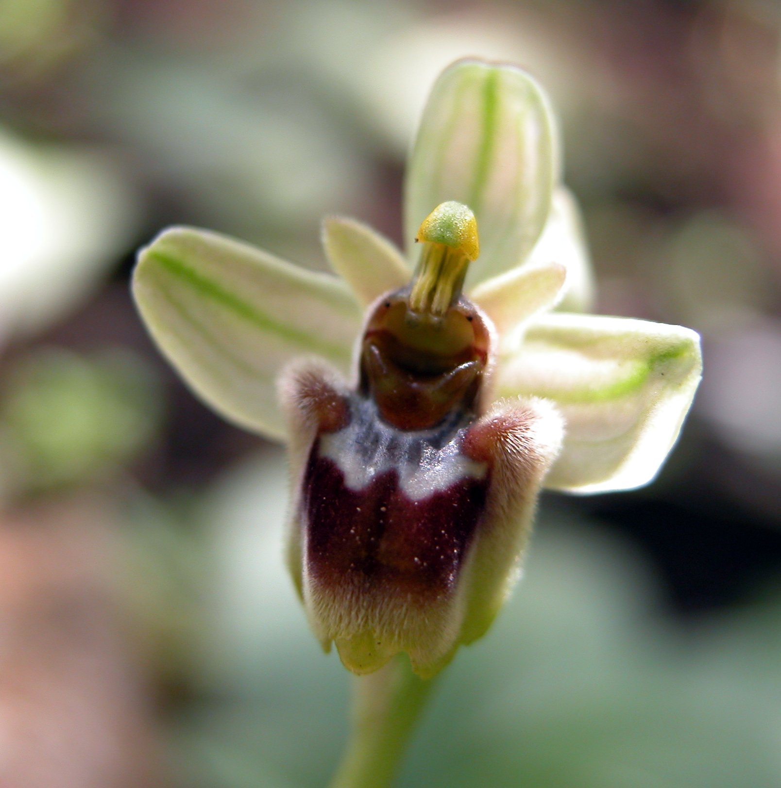 Ophrys xsommieri (O. bombyliflora X O. tenthredinifera)