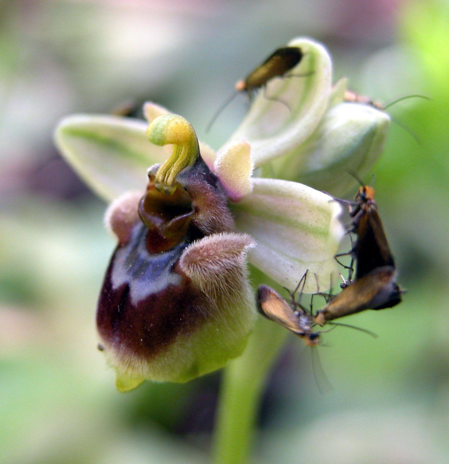 Ophrys xsommieri (O. bombyliflora X O. tenthredinifera)