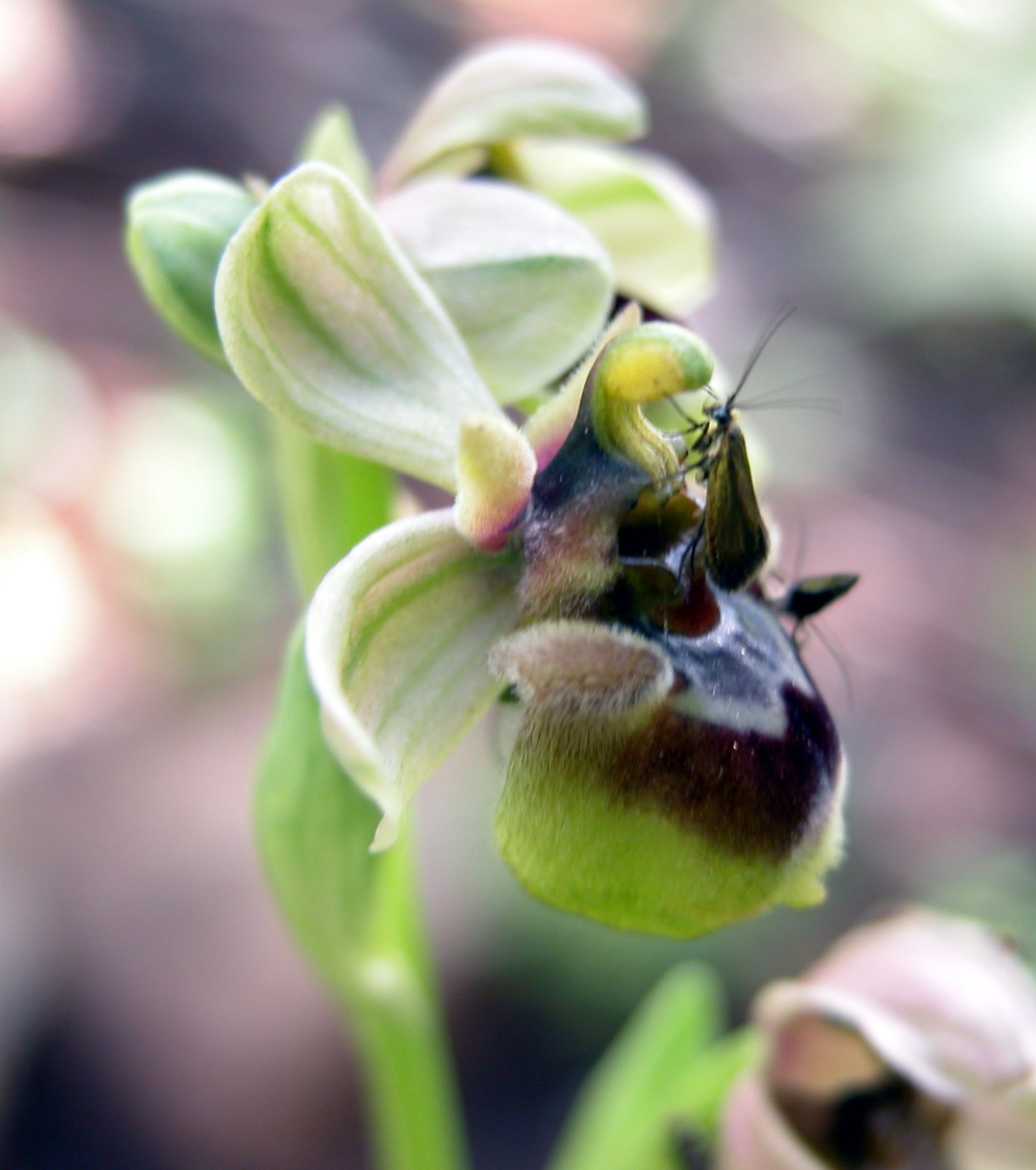 Ophrys xsommieri (O. bombyliflora X O. tenthredinifera)
