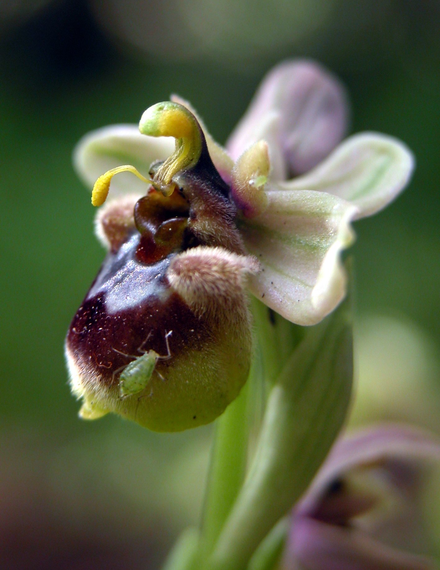 Ophrys xsommieri (O. bombyliflora X O. tenthredinifera)