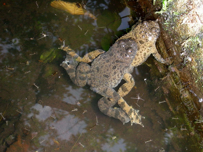 Bombina pachypus