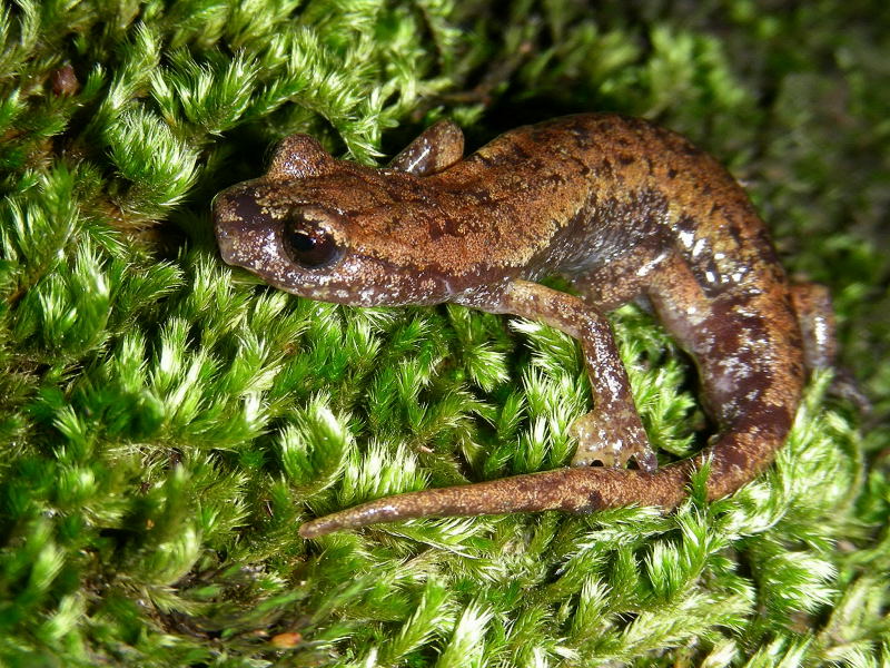 Geotritoni del fine settimana - Hydromantes italicus