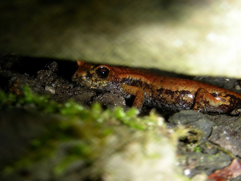 Geotritoni del fine settimana - Hydromantes italicus