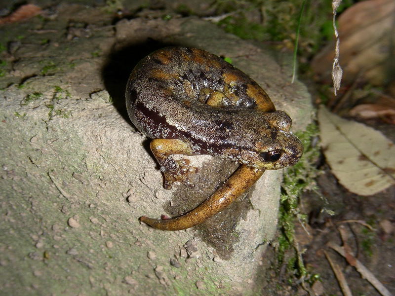 Geotritoni del fine settimana - Hydromantes italicus