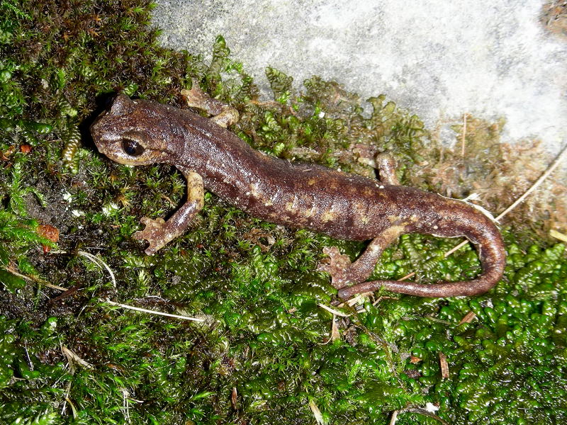 Hydromantes italicus e strinatii