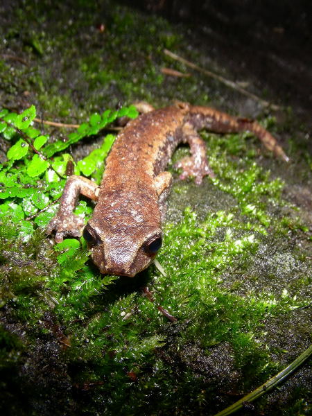 Hydromantes italicus e strinatii