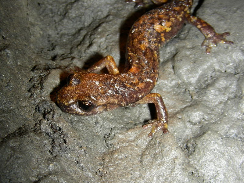 Hydromantes italicus e strinatii