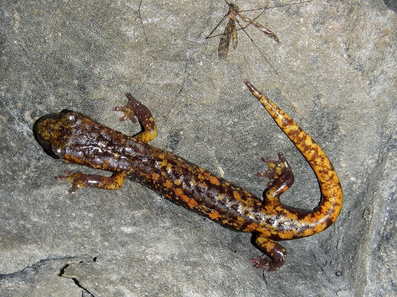 Hydromantes italicus e strinatii