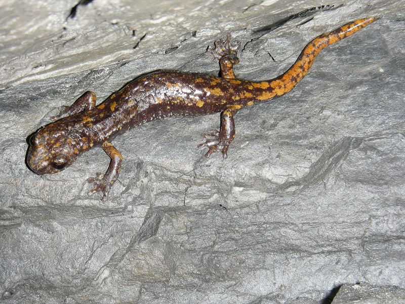 Hydromantes italicus e strinatii