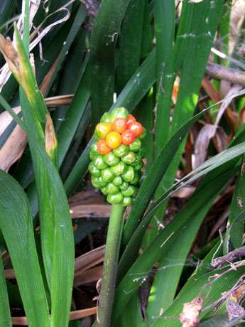 Arum italicum