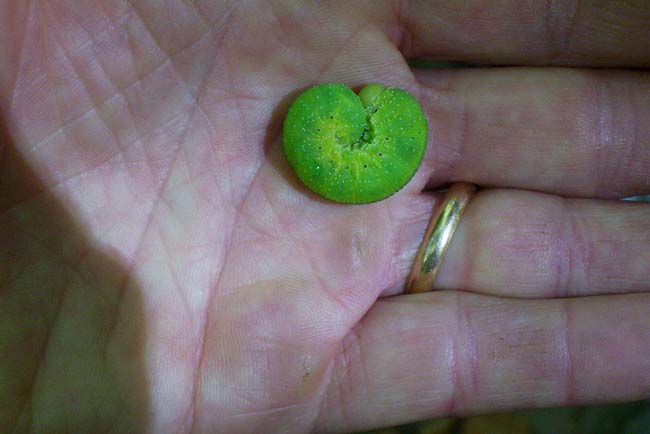 Larva di Symphita di colore verde brillante