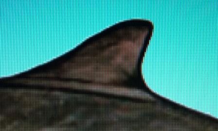 Tursiops truncatus
