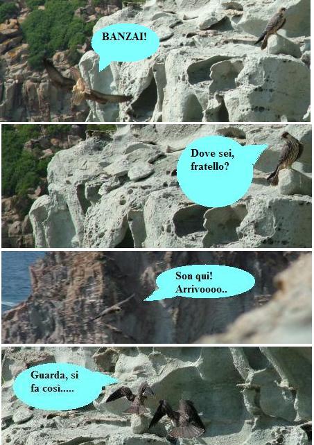 Avifauna humor