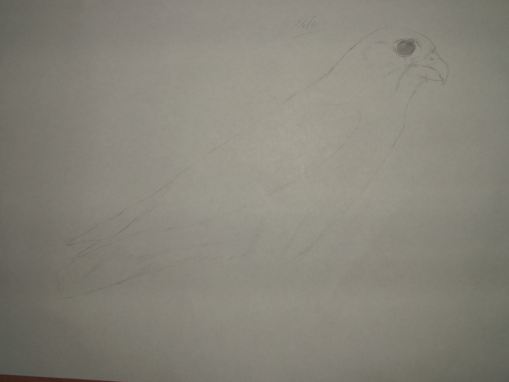 Disegnare gli uccelli - Prima lezione