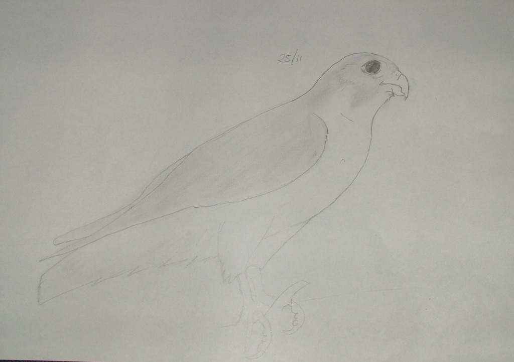 Disegnare gli uccelli - Prima lezione