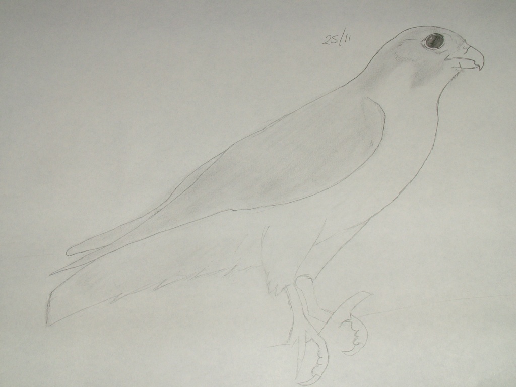 Disegnare gli uccelli - Prima lezione