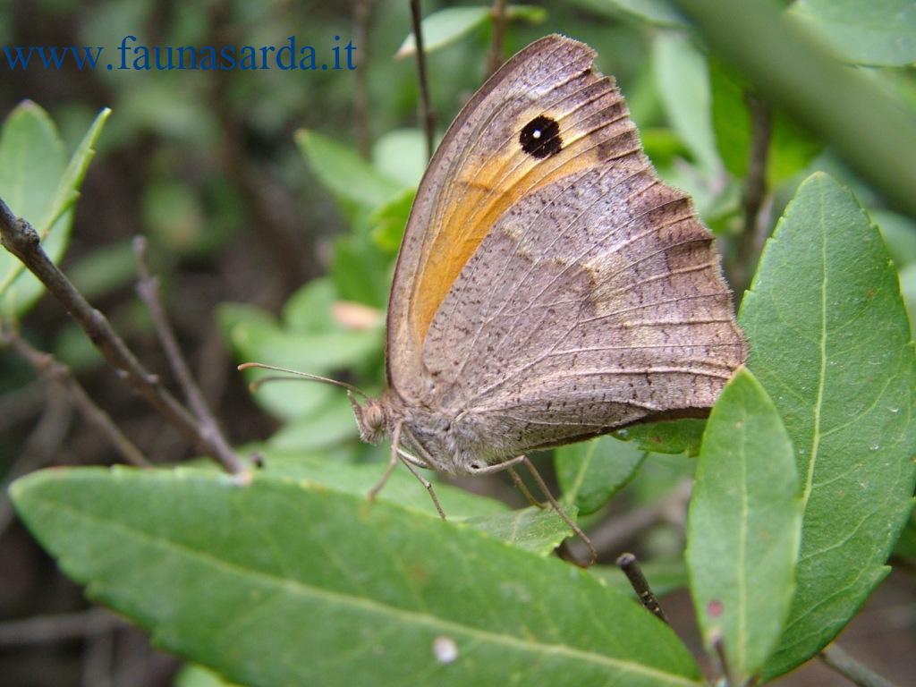 Tre farfalle da identificare