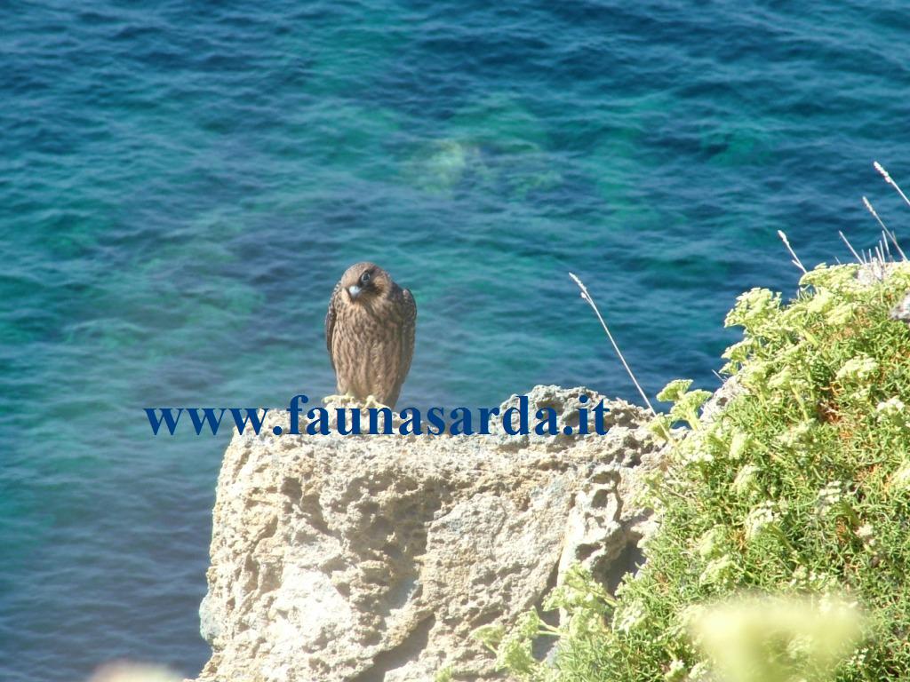 Avifauna humor