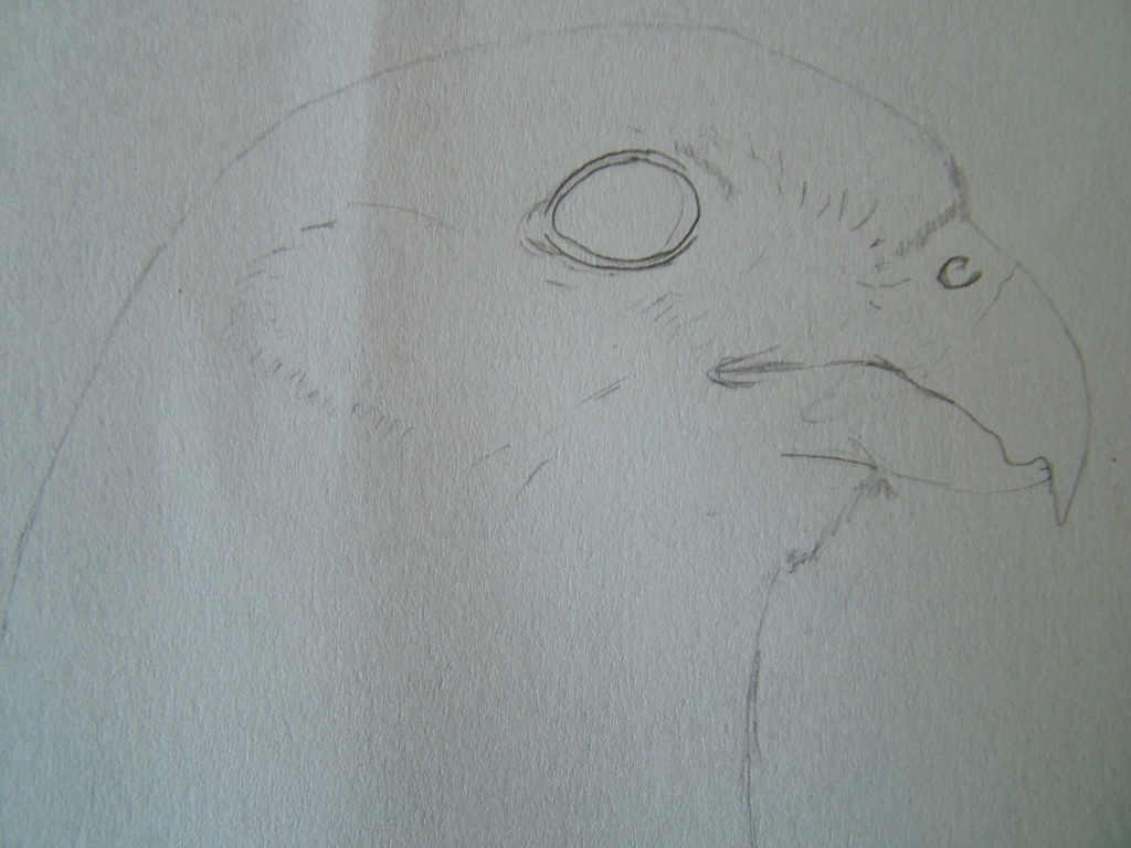 Disegnare gli uccelli - Prima lezione