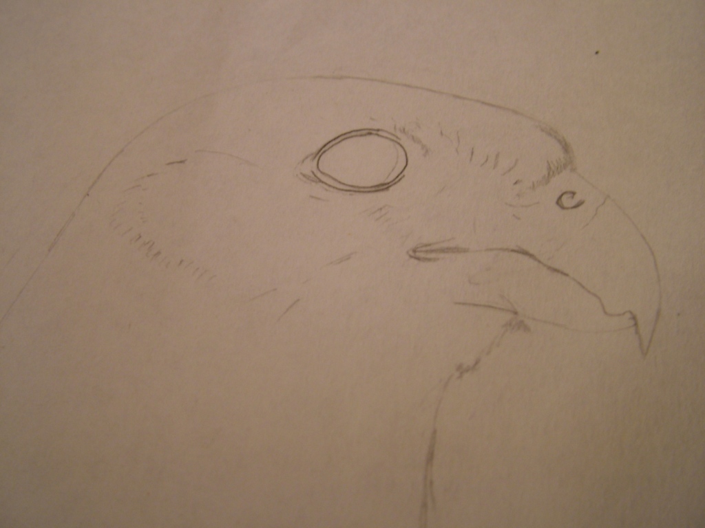 Disegnare gli uccelli - Prima lezione