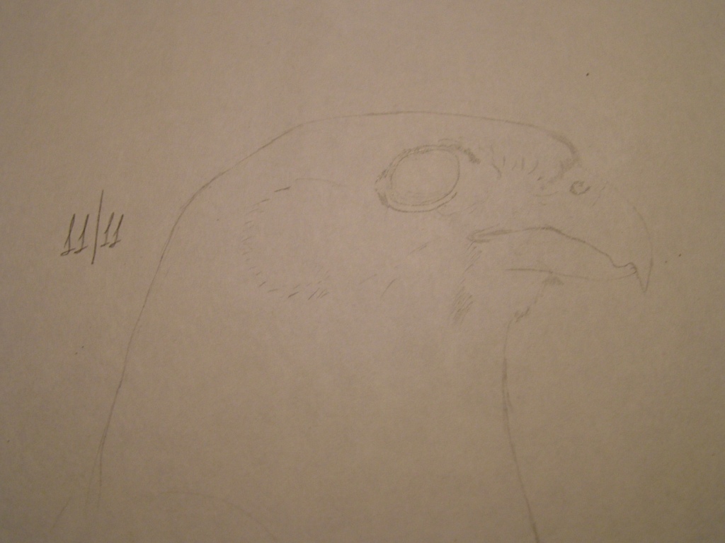 Disegnare gli uccelli - Prima lezione