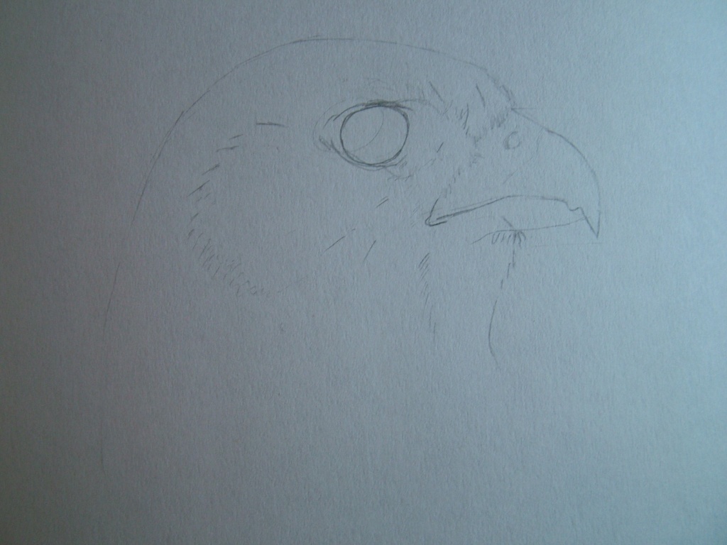 Disegnare gli uccelli - Prima lezione