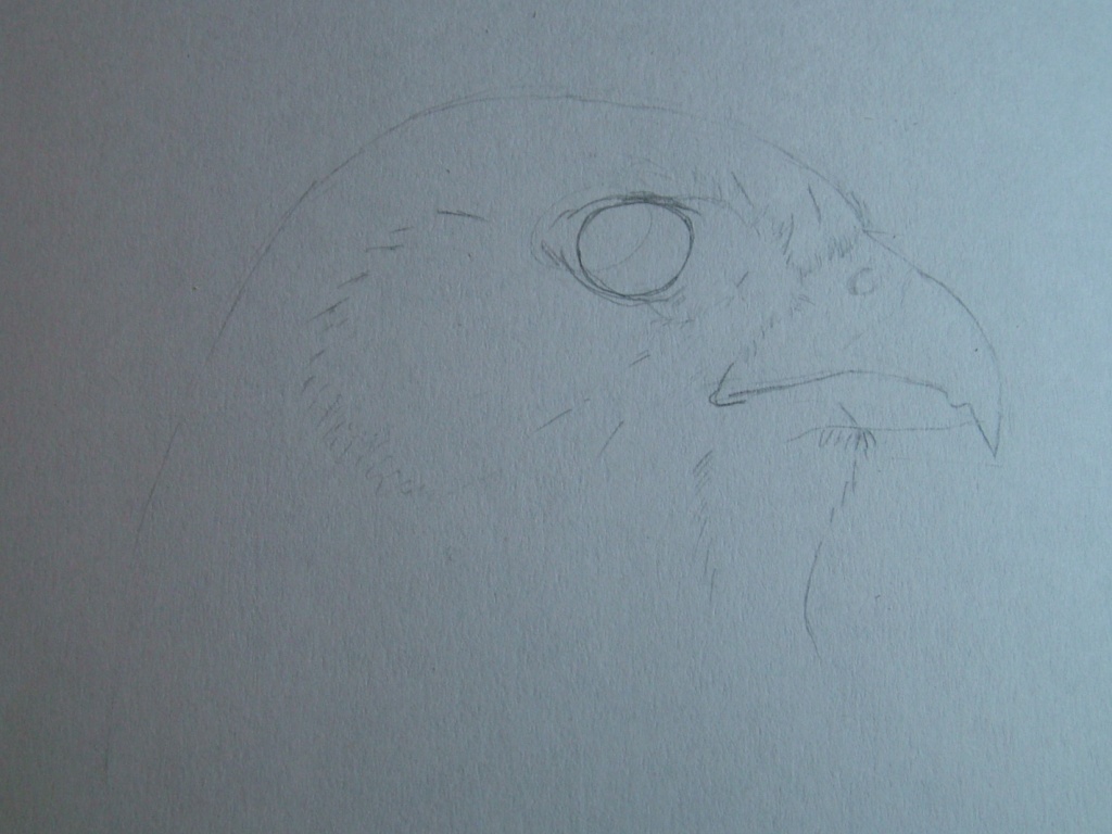 Disegnare gli uccelli - Prima lezione