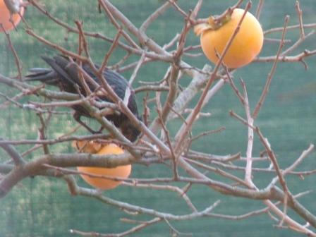 bird gardening