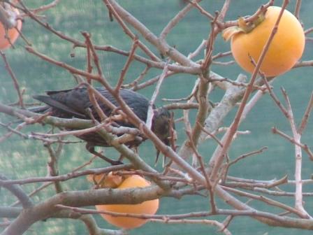 bird gardening