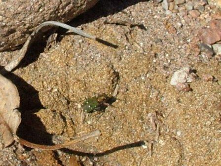 La cicindela invasata