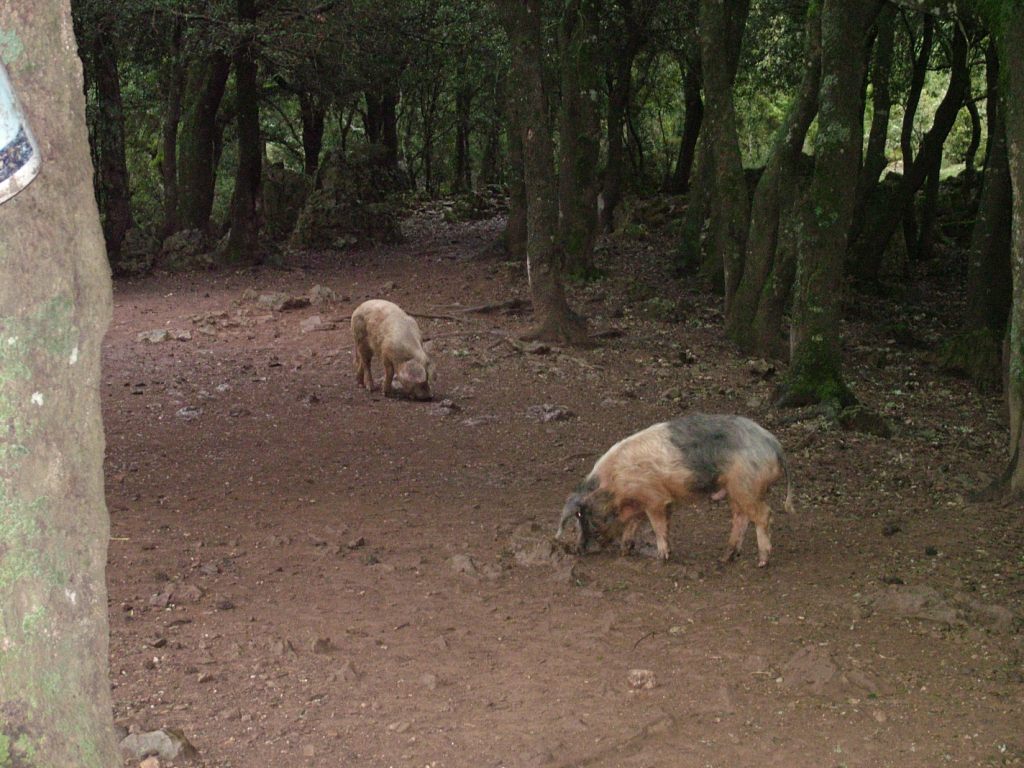 Frammenti di Supramonte