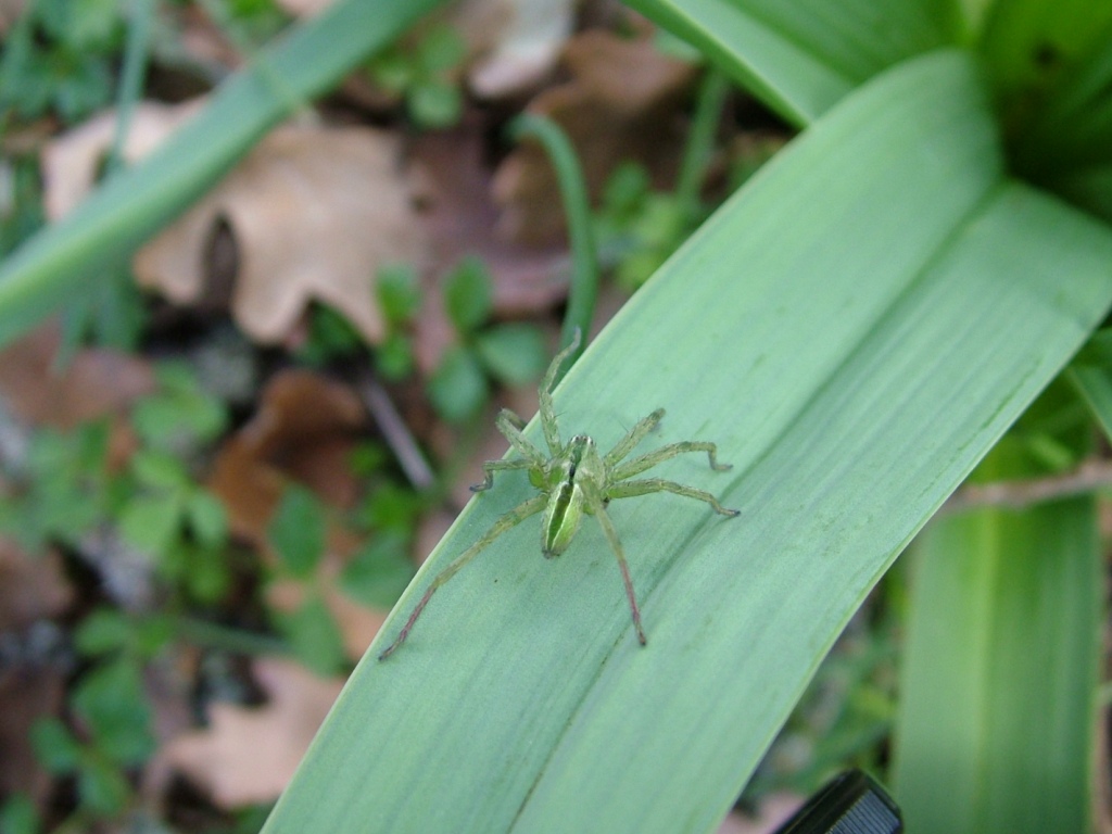Micrommata sp.