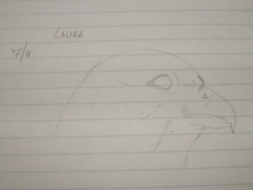 Disegnare gli uccelli - Prima lezione