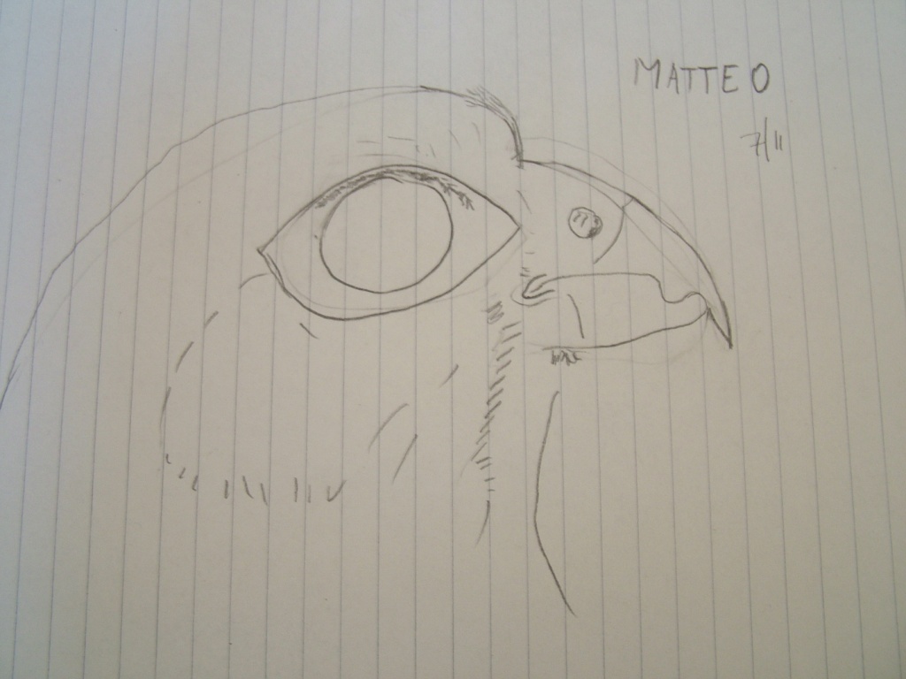 Disegnare gli uccelli - Prima lezione