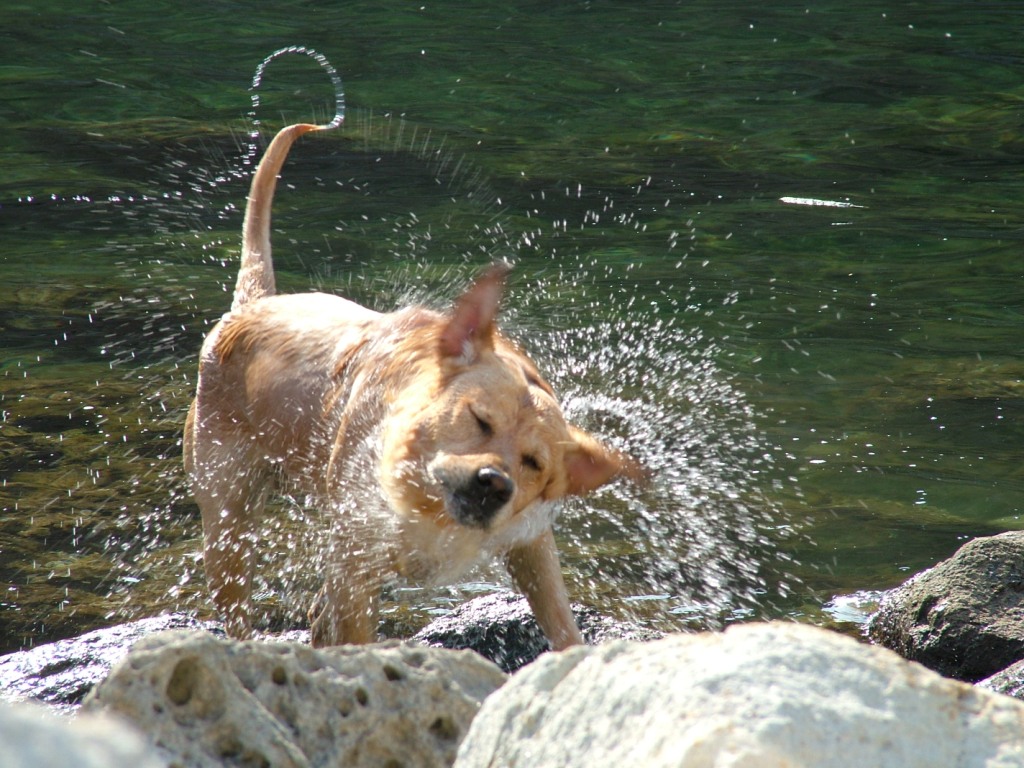 Qui ci sono troppi gatti, apriamo una discussione cani