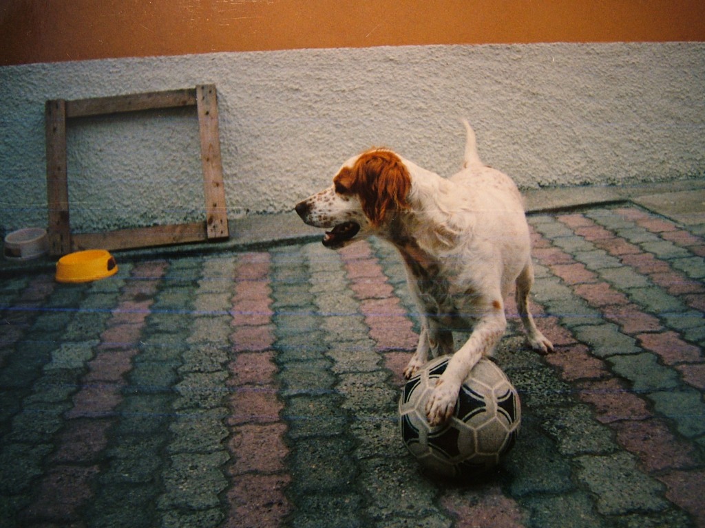 Qui ci sono troppi gatti, apriamo una discussione cani