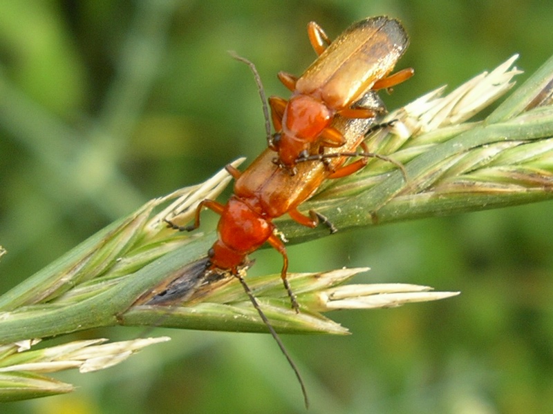 Rhagonycha fulva in copula