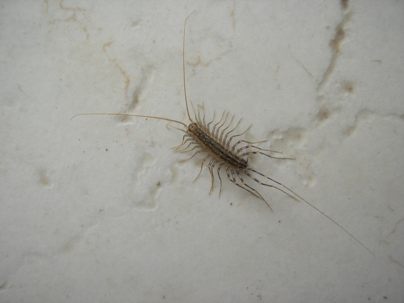 Scutigera coleoptrata