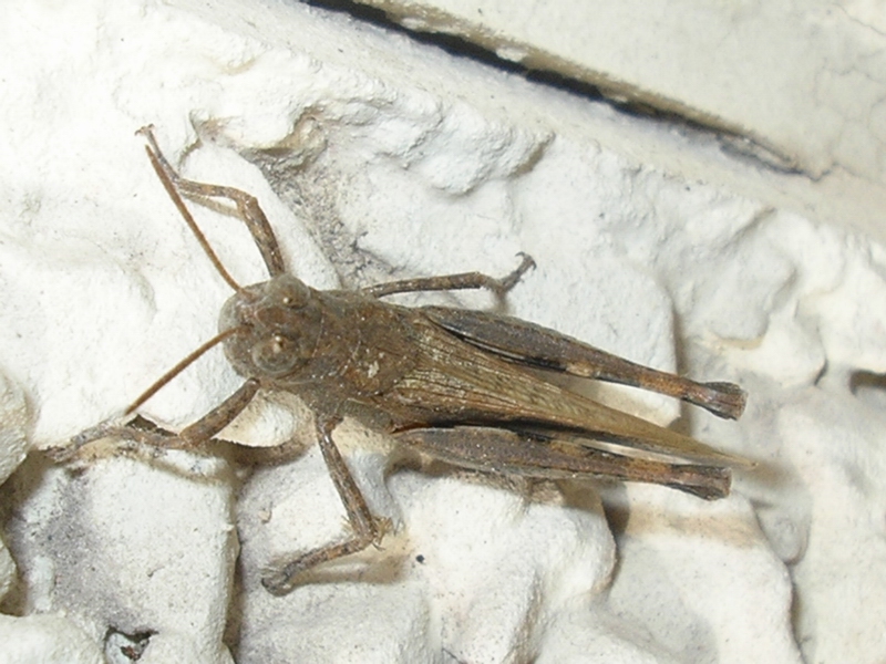 Aiolopus strepens