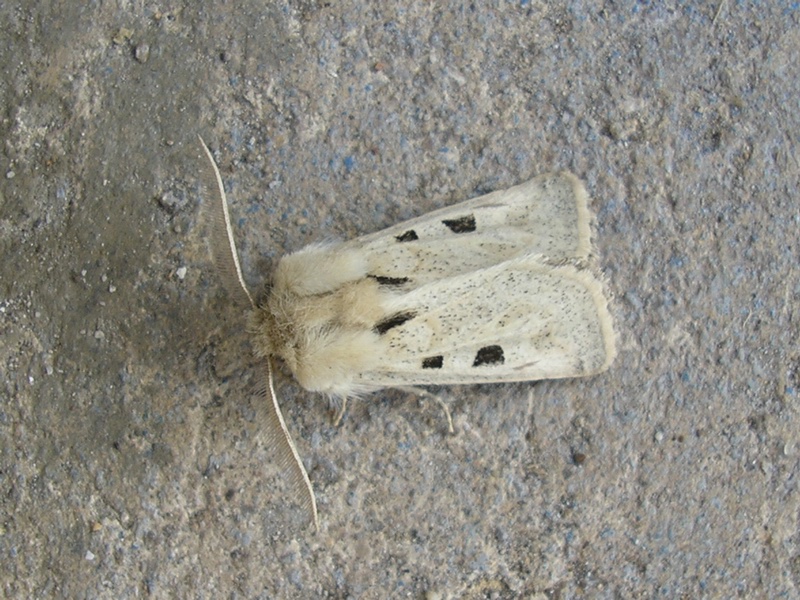 Episema grueneri (Noctuidae, Cuculliinae)